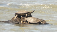 Phrynops williamsi