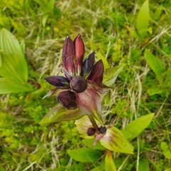 Gentiana purpurea