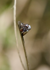 Heteropogon macerinus