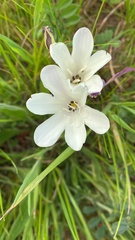 Sparaxis grandiflora