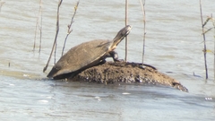 Phrynops williamsi
