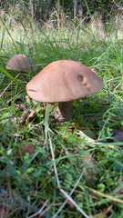 Leccinum scabrum