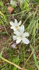 Sparaxis grandiflora