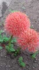Scadoxus multiflorus