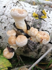 Hemipholiota populnea