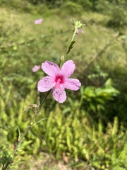 Urena procumbens