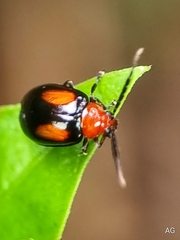 Arcastes biplagiata