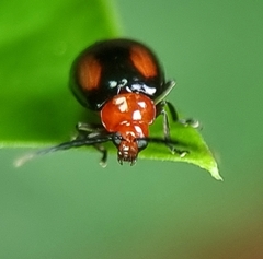 Arcastes biplagiata