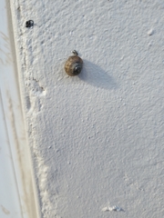 Xerotricha conspurcata