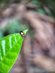Arcastes biplagiata