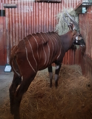 Tragelaphus eurycerus isaaci