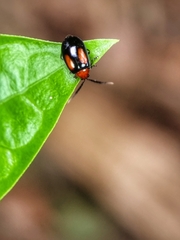 Arcastes biplagiata