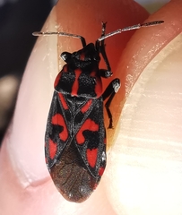 Spilostethus saxatilis