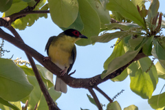 Sphecotheres vieilloti