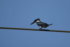 Chloroceryle amazona