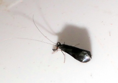 Mystacides azureus