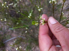 Diosma