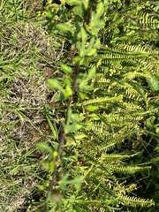 Urena procumbens