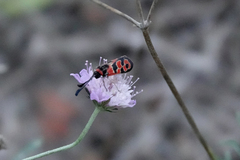 Zygaena fausta