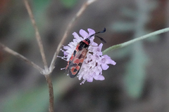 Zygaena fausta
