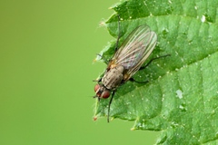 Leucophora