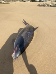 Phocoena phocoena phocoena