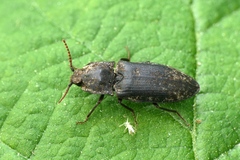Agrypnus murinus