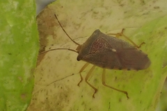 Acanthosoma