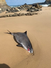 Phocoena phocoena phocoena