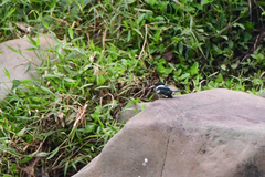 Chloroceryle americana