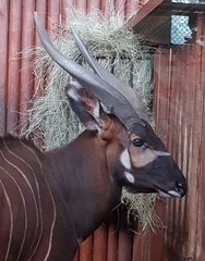 Tragelaphus eurycerus isaaci