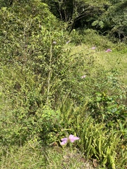 Urena procumbens