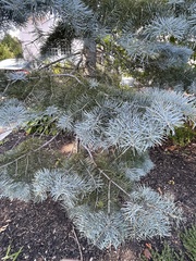 Picea pungens