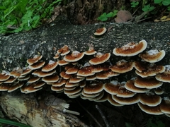 Daedaleopsis tricolor