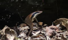 Eutropis rudis