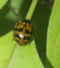 Harmonia quadripunctata