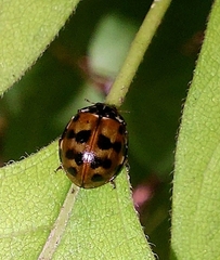 Harmonia quadripunctata