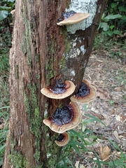 Polyporaceae