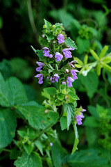 Ballota nigra