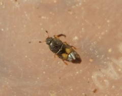 Carpophilus hemipterus