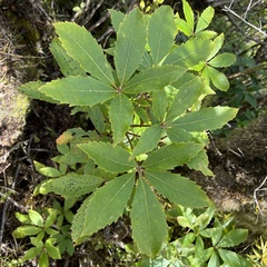 Pseudopanax colensoi