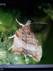 Choreutis nemorana