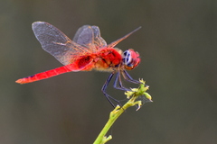 Urothemis signata