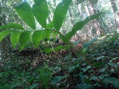 Polygonatum
