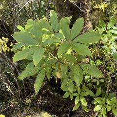 Pseudopanax colensoi