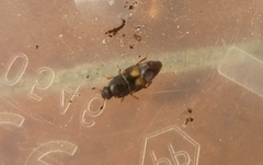 Carpophilus hemipterus