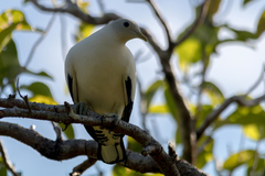 Ducula spilorrhoa