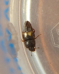 Carpophilus hemipterus