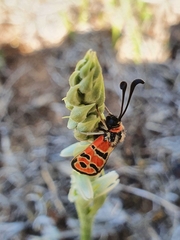 Zygaena fausta