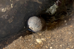 Nerita balteata